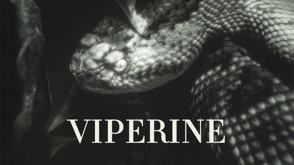 VIPERINE Court métrage